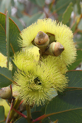 Eucalyptus preissiana ssp lobata